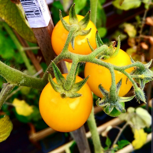 Sahajaseeds Tomato Yellow Cherry Seeds