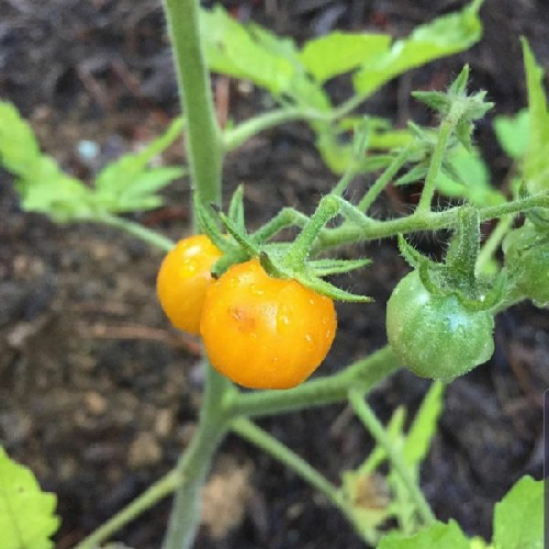 Sahajaseeds Tomato Yellow Cherry Seeds