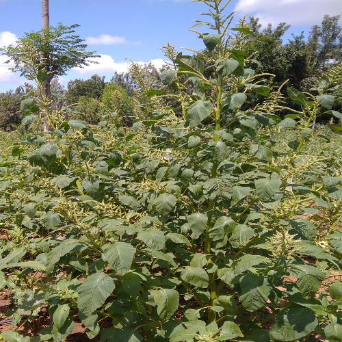 Sahajaseeds Tropical Amaranth (Harive soppu) Seeds