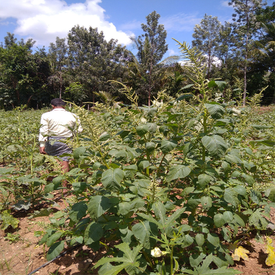 Sahajaseeds Tropical Amaranth (Harive soppu) Seeds