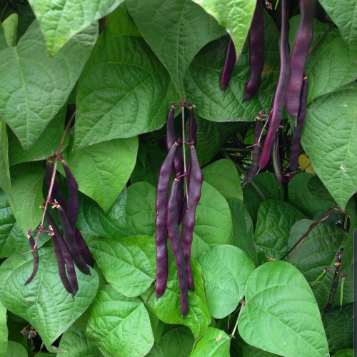 Sahajaseeds  Beans Purple Seeds