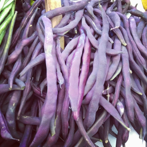 Sahajaseeds  Beans Purple Seeds