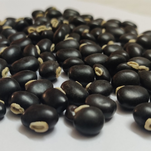 Sahajaseeds Beans Velvet Black Seeds