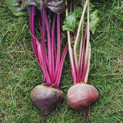 Sahajaseeds Beetroot  Seeds