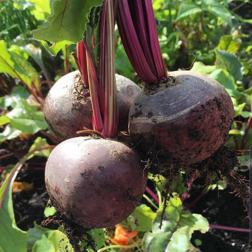 Sahajaseeds Beetroot  Seeds