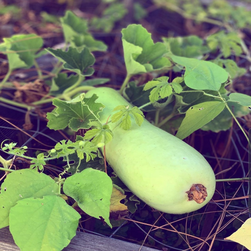 Sahajaseeds Kombu sore (Long melon) Seeds