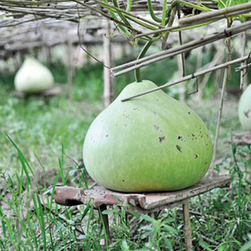 Sahajaseeds Bottle Gourd Seeds