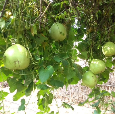 Sahajaseeds Bottle Gourd Seeds