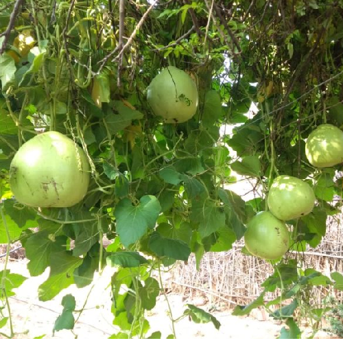 Sahajaseeds Tamboori Gourd Seeds