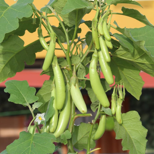 Sahajaseeds Eranagere Brinjal (Mysore Brinjal) Seeds