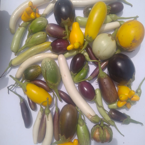 Sahajaseeds Mixed Brinjal Seeds Seeds