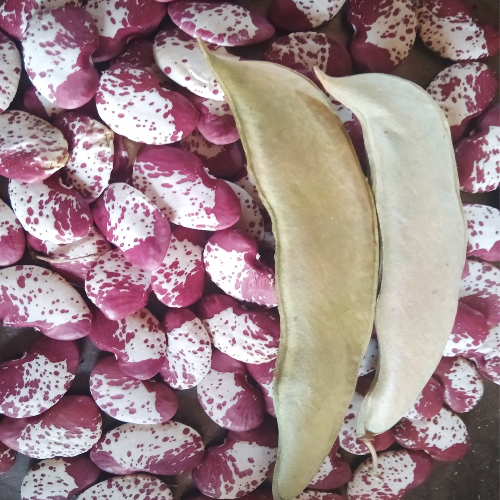 Sahajaseeds Double Beans Seeds