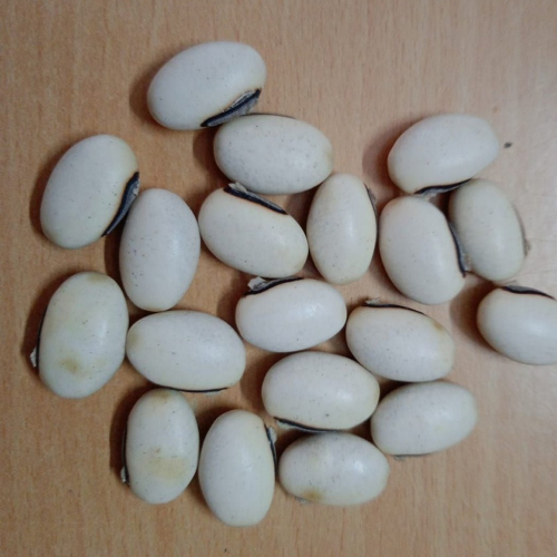 Sahajaseeds IN Jack beans Seeds