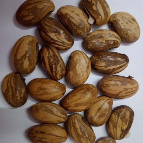 Sahajaseeds Jack Bean creeper Seeds