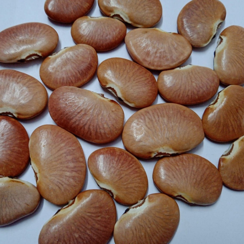 Sahajaseeds  Pullav Beans Seeds