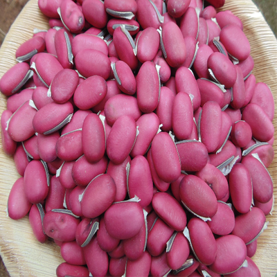 Sahajaseeds Sword Bean Seeds