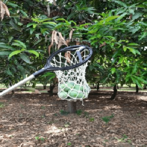 Hectare Mango Fruit Harvester/Picker with Four Replaceable sharp blade & Cotton net (without pole)-Farm Tools and Machineries