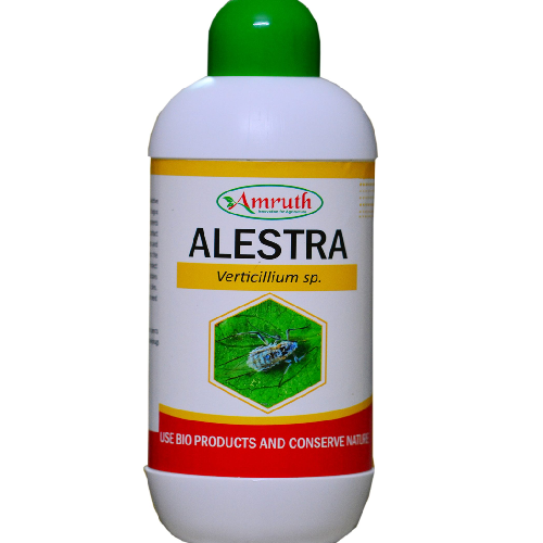 Amruth Organic Alestra Verticillium Lecanii